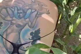 Dans le champ de mais